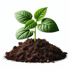 Young green plant growing out from soil isolated on a white background