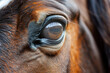 Close-up of a horse's eye with reflection.