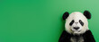 A captivating portrait of a panda with a vivid green background, showcasing the animal's gentle gaze and soft fur