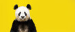 A direct stare from a panda, fully captured with its unique expressions set against a yellow background