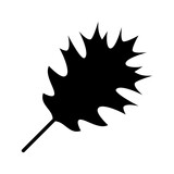 Fototapeta Dinusie - Oak leaf icon. Leaves of oak isolated on a white background.