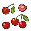 Whole and half cherry berry with leaf. Vector engraving