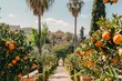 ripe oranges hanging on trees in sunny spanish orange garden travel photography