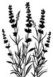 PNG Lavender silhouette art illustrated drawing.
