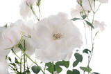 Fototapeta Zwierzęta - white rose bush