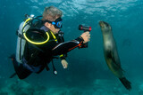 Fototapeta  - Scuba diver photographing a california sea lion underwater while diving