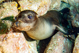 Fototapeta  - Close up portrait of a california sea lion underwater while diving Galapagos