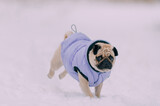 Fototapeta Tulipany - A pug in a warm jacket runs through the snow in nature.