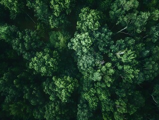 Wall Mural - Photo from air of beautiful big forest with beautiful green