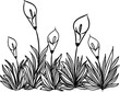 Continuous line drawing of Calla lilies flower with leaves. Vector illustration