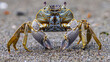 Close-up of a curious crab with intricate patterns on a sandy shore, showcasing nature's detail