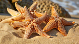 Fototapeta  - Cluster of starfish on a sandy beach, their textures standing out against the warm, sunlit sand