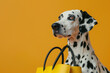 portrait of a Dalmatian with a yellow bag on a yellow background