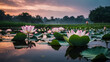 Beautiful pink lotus flower close up in pond at red lotus lake, Udonthani


