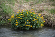 yellow flowering marsh marigolds at a riverbank