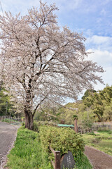 Wall Mural - 桜の木