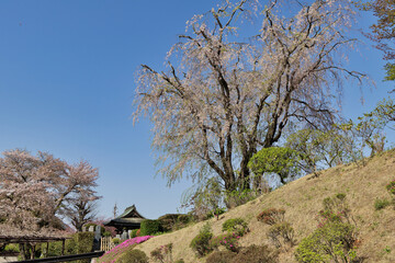 Wall Mural - 桜の木