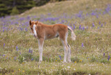 Fototapeta Natura - Cute Wild Horse Foal in the Pryor Mountains Montana in Summer