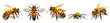 Set of different angle view of honey bees with its wings spread out, isolated on white background
