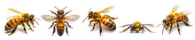 Set Of Different Angle View Of Honey Bees With Its Wings Spread Out, Isolated On White Background