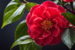 beautiful camellia flower.
Generative ai.