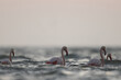 Greater Flamingos wading in the early morning hours at Asker coast, Bahrain