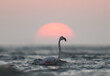 Greater Flamingos, sea waves with dramatic sunrise at the backdrop,  Asker coast, Bahrain