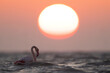 Greater Flamingos, sea waves and dramatic sunrise at Asker coast, Bahrain