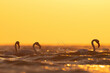 Greater Flamingos wading in the morning hours with dramatic bokeh of light on water, Asker coast of Bahrain