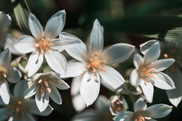 Canvas Print - Flowers