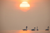 Fototapeta  - Greater Flamingos during sunrise with dramatic hue, Asker coast, Bahrain