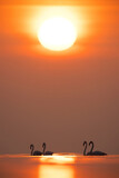 Fototapeta  - Greater Flamingos wading during sunrise at Asker coast, Bahrain