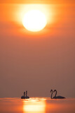 Fototapeta  - Greater Flamingos and beautiful sunrise at Asker coast of Bahrain