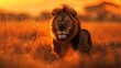  Majestic Lion Roaming the Vast Savannah Landscape at Sunset