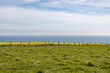 A view of a rapeseed field with the sea beyond, at Telescombe on the Sussex coast