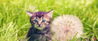 A cute little kitten sits on the lawn near a large dandelion clock. Horizontal banner