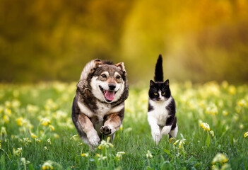 Sticker -  furry friends, a black cat and a cheerful dog, quickly run side by side along a green meadow on a sunny spring day