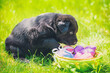 A small Labrador Retriever puppy sits on the grass in the garden near a basket of artificial Easter eggs