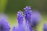Fototapeta Zwierzęta - azure grape hyacinth focus stack