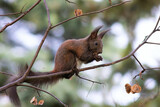 Fototapeta Zwierzęta - eurasian red squirrel up in the tree