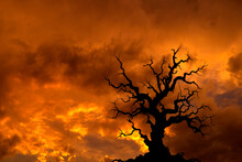 Silhouette Of A Dead Tree Against A Red Sunset Sky