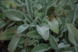 Lambs ear - Stachys byzantina or Woolly hedgenettle perennial plants with spike like stems and thick leaves densely covered on both sides with gray