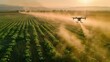 Modern crop farming with drones spraying the plants