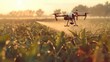 An industrial drone flies over a green field and sprays useful pesticides to increase productivity and destroys harmful insects.