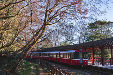 Wall Mural - taiwan.chiayi​ 13.2.2023  Diesel-powered train at Zhushan Train Station on Alishan Mountain, Taiwan, in the morning after watching the sunrise.