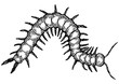 Scolopendra insect animal engraving PNG illustration. Scratch board style imitation. Black and white hand drawn image.