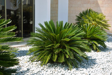 Wall Mural - Tropical leaves, palm trees bush on stones in the park, foliage plant bush, nature backdrop