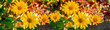panele szklane żółte kwiaty