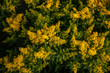 Solidago Praecox or european goldenrod or woundwort yellow flowers