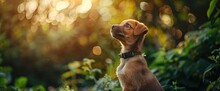 Cute Brown Puppy With Collar Sitting In A Green Garden, Closeup Portrait In The Style Of Bokeh Background, High Resolution Photography In The Style Of Hyper Realistic Photography